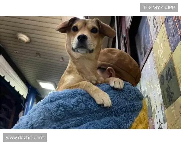 迪巴拉又发图，穿睡衣抱着名牌箱子遛狗，我这穷人日常直接下线